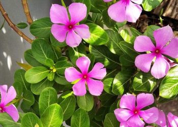 10 Manfaat Bunga Tapak Dara untuk Kesehatan dan Mengatasi Berbagai Penyakit