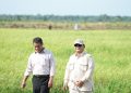 Swasembada Pangan Indonesia Kembali Terwujud di Era Prabowo