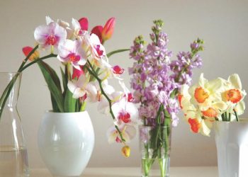 6 Jenis Bunga Segar Ideal untuk Ditanam di Pot Mempercantik Sudut Rumah