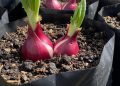 Panduan Menanam Bawang Merah di Polybag di Rumah untuk Menghemat Biaya