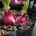Panduan Menanam Bawang Merah di Polybag di Rumah untuk Menghemat Biaya
