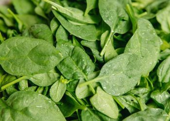 Cara Membuat Bayam Crispy Tanpa Terigu yang Tetap Garing Saat Digoreng Tipis