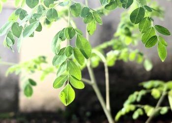 Atasi Asam Urat dengan Rutin Konsumsi Daun Kelor dan Jaga Pola Makan Sehat