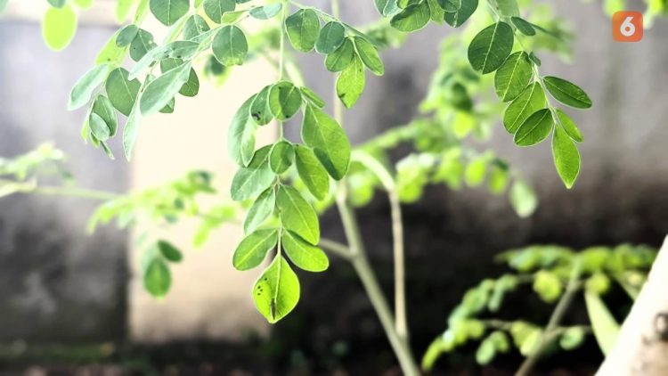 Atasi Asam Urat dengan Rutin Konsumsi Daun Kelor dan Jaga Pola Makan Sehat