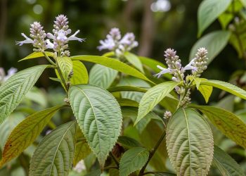 7 Manfaat Kirinyuh Tanaman Gulma yang Banyak Ditemukan di Semak-Semak