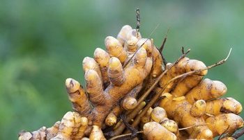 Tidak Selalu Kuning, Kunyit Biru yang Langka dan Penuh Manfaat