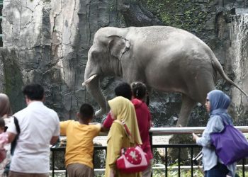 Taman Margasatwa Ragunan Mendukung Pelarangan Atraksi Gajah Tunggang